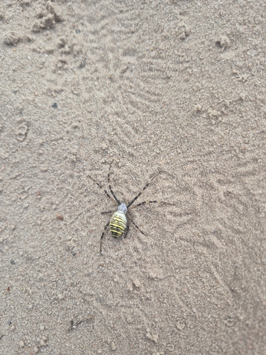 Wasp Spider