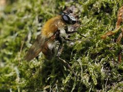 Criorhina floccosa