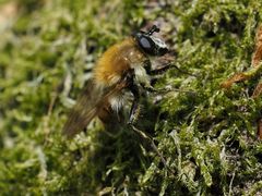Criorhina floccosa