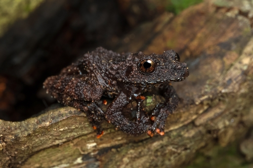 Thai Bug-eyed Frog
