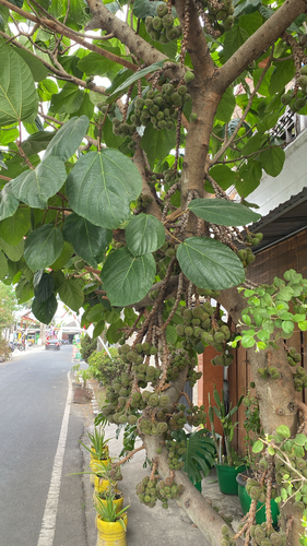 Roxburgh fig