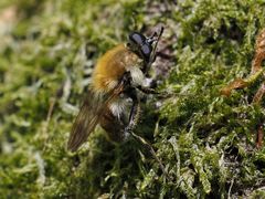 Criorhina floccosa