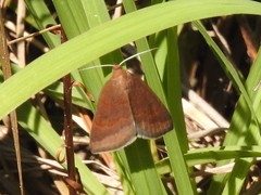 Argyrostrotis deleta