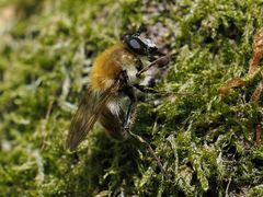 Criorhina floccosa