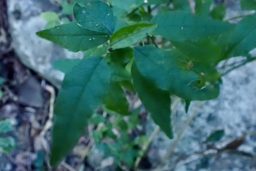 Monococcus echinophorus observed 2026-08-21