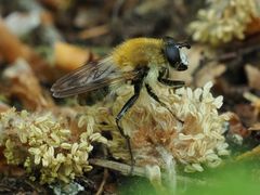 Criorhina floccosa