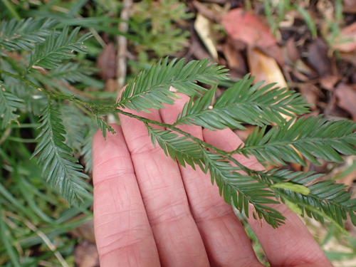 Dacrycarpus imbricatus observed 2026-07-11
