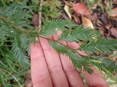 Dacrycarpus imbricatus