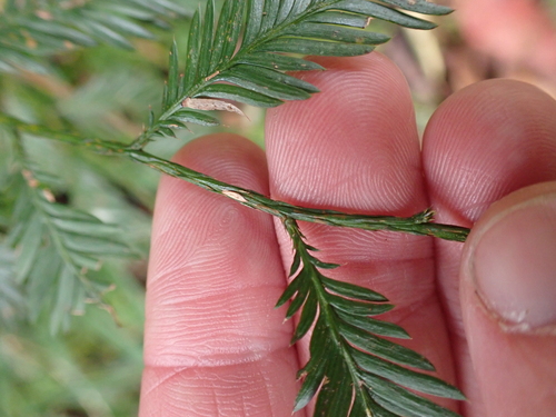 Dacrycarpus imbricatus, photograph 1