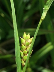 Carex flaccosperma