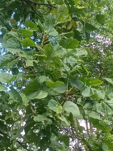 Erythrina variegata observed 2026-08-24