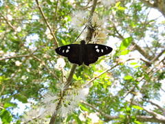 Polygonus leo arizonensis