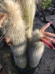 Cleistocactus