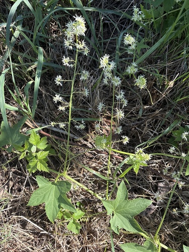 prickly cucumber