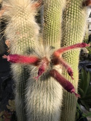 Cleistocactus