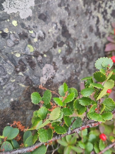 Dwarf Birch