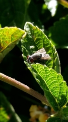 Diptera