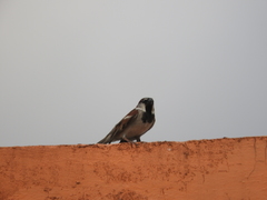 Passer domesticus