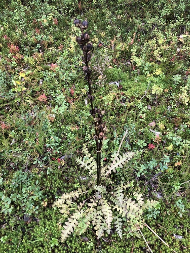 Moor-King Lousewort