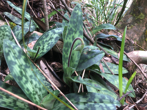 Paphiopedilum purpuratum, 2026-08-24