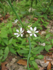 Allium fraseri