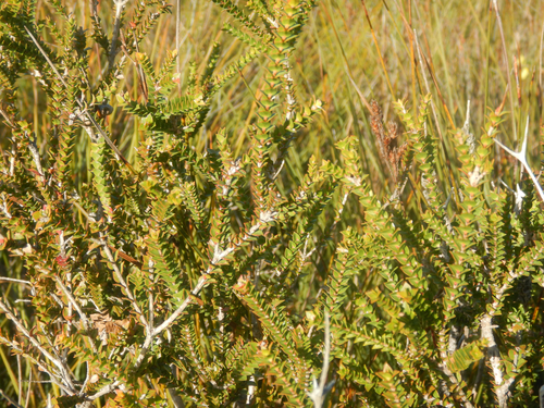 Melaleuca squarrosa, photograph 6
