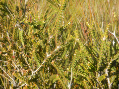 Melaleuca squarrosa, photograph (c) Bryce Watts-Parker, some rights reserved (CC BY)