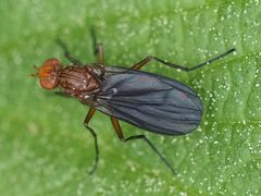 Pelidnoptera leptiformis