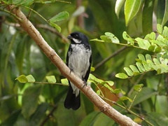 Lesson's Seedeater photo 5