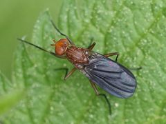 Pelidnoptera leptiformis