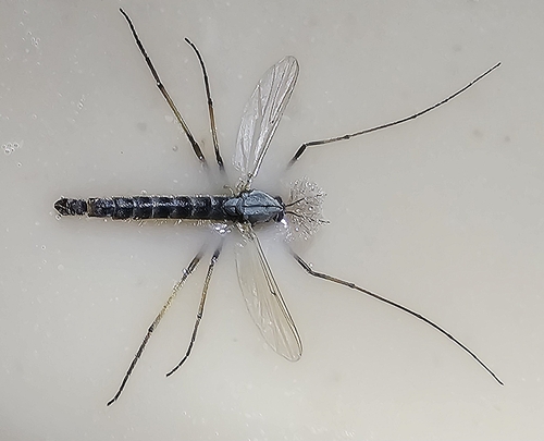 Chironomus tepperi