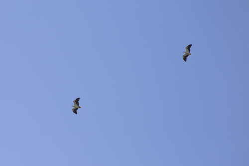 White-bellied Sea-Eagle
