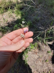 Pediomelum digitatum