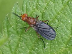 Pelidnoptera leptiformis