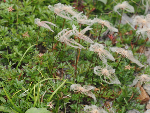 Geum pentapetalum observed 2026-08-22