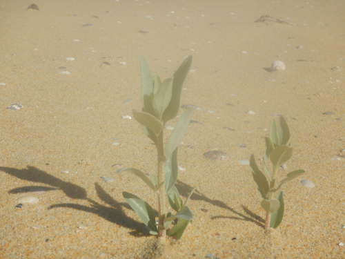 Atriplex cinerea, photograph 2