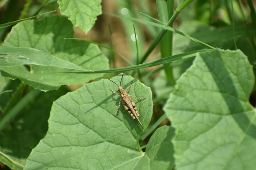 Carinate Locust