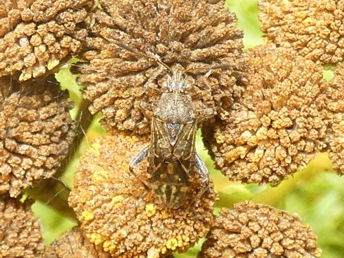 banded rhopalid, Valkenburg, Nederland, photo 7 of 10
