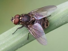 Haematobosca stimulans