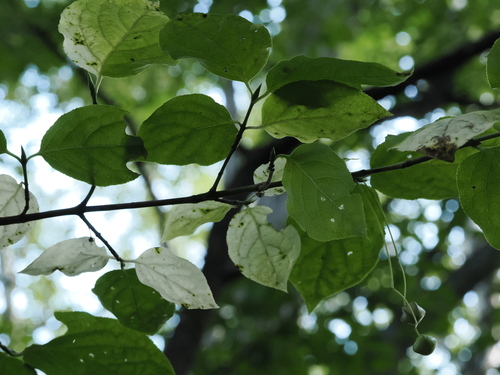 Euonymus oxyphyllus observed 2026-08-22