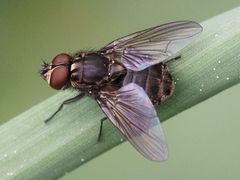 Haematobosca stimulans