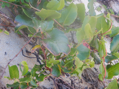 Muehlenbeckia adpressa