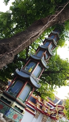 Callosciurus finlaysonii