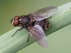 Haematobosca stimulans