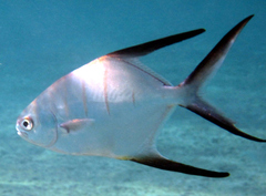 Trachinotus goodei