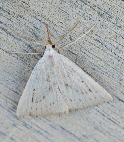 Dotted Fan-foot, Noordwijkerhout, Nederland, photo 2 of 10