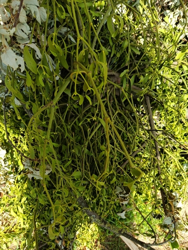 European mistletoe