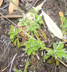 Antennaria marginata