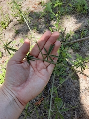 Pediomelum digitatum