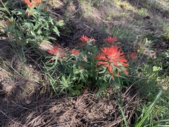 Castilleja hispida acuta